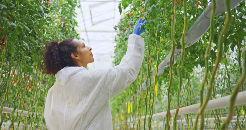 Woman in lab coat handling fruit on a vine